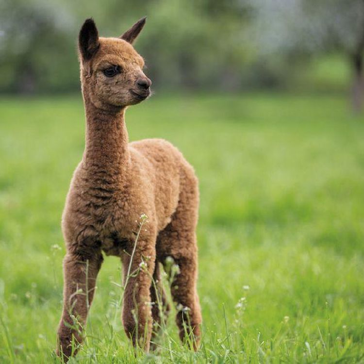 Alpakas und Lamas 2024 Kalender bei Weltbild.de bestellen