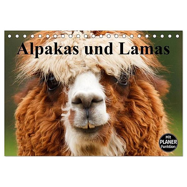 Alpakas und Lamas (Tischkalender 2025 DIN A5 quer), CALVENDO Monatskalender, Calvendo, Elisabeth Stanzer