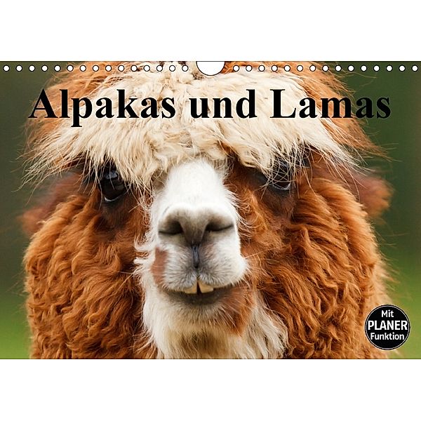 Alpakas und Lamas (Wandkalender 2018 DIN A4 quer), Elisabeth Stanzer