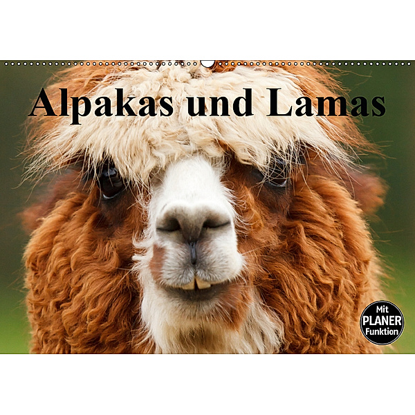 Alpakas und Lamas (Wandkalender 2019 DIN A2 quer), Elisabeth Stanzer