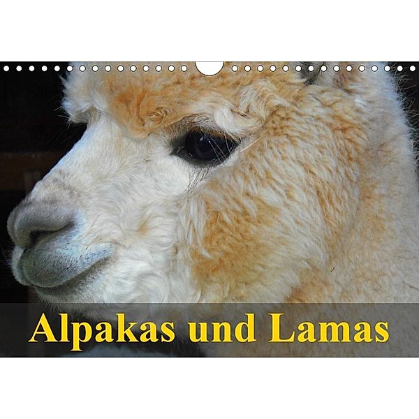 Alpakas und Lamas (Wandkalender 2020 DIN A4 quer), Elisabeth Stanzer