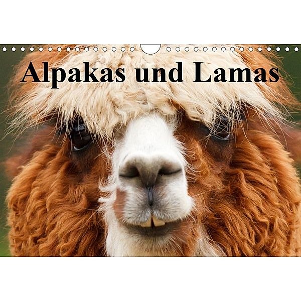 Alpakas und Lamas (Wandkalender 2020 DIN A4 quer), Elisabeth Stanzer