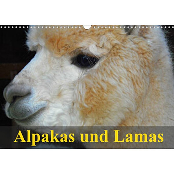 Alpakas und Lamas (Wandkalender 2022 DIN A3 quer), Elisabeth Stanzer