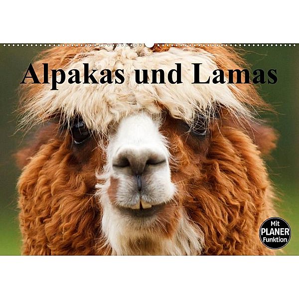 Alpakas und Lamas (Wandkalender 2023 DIN A2 quer), Elisabeth Stanzer