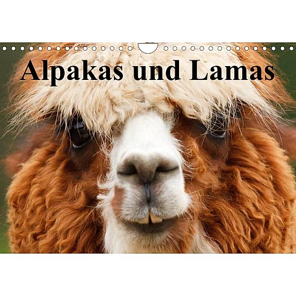 Alpakas und Lamas (Wandkalender 2023 DIN A4 quer), Elisabeth Stanzer