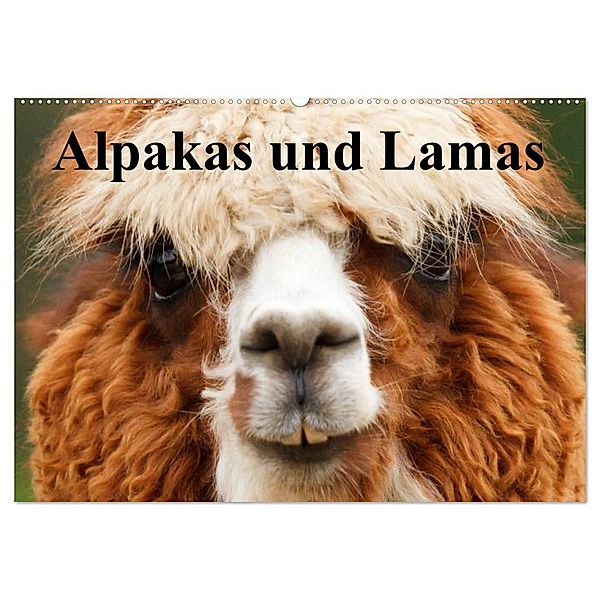 Alpakas und Lamas (Wandkalender 2024 DIN A2 quer), CALVENDO Monatskalender, Elisabeth Stanzer