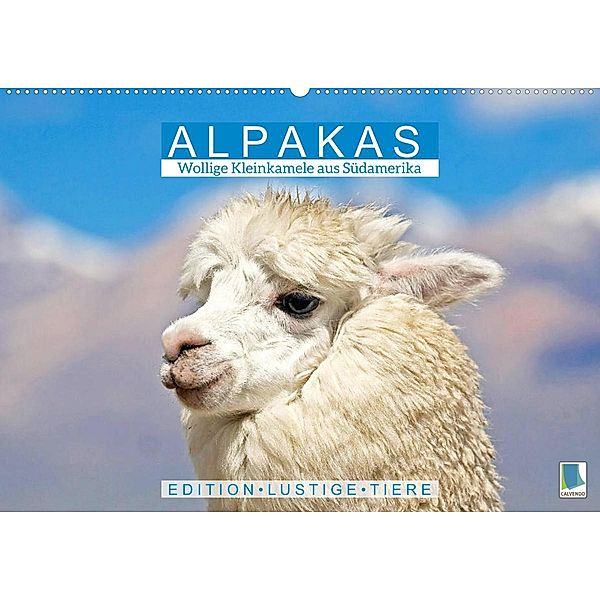 Alpakas: Wollige Kleinkamele aus Südamerika - Edition lustige Tiere (Wandkalender 2023 DIN A2 quer), Calvendo