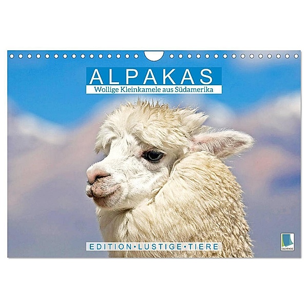Alpakas: Wollige Kleinkamele aus Südamerika - Edition lustige Tiere (Wandkalender 2024 DIN A4 quer), CALVENDO Monatskalender, Calvendo