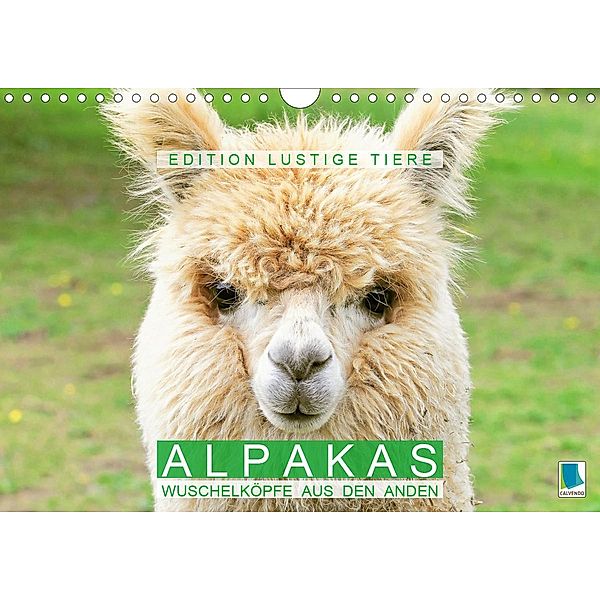 Alpakas: Wuschelköpfe aus den Anden - Edition lustige Tiere (Wandkalender 2021 DIN A4 quer), Calvendo