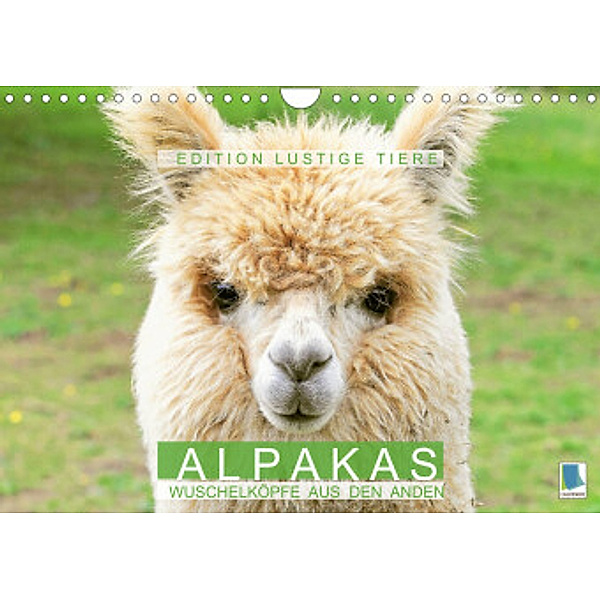 Alpakas: Wuschelköpfe aus den Anden - Edition lustige Tiere (Wandkalender 2022 DIN A4 quer), Calvendo