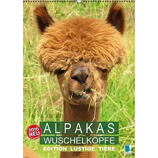 Alpakas: Wuschelköpfe - Edition lustige Tiere (Wandkalender 2016 DIN A2 hoch), Calvendo