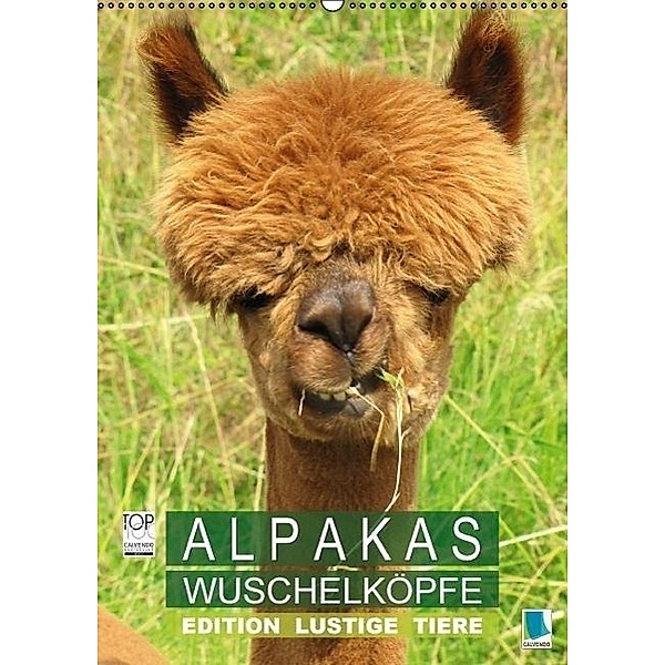 Alpakas: Wuschelköpfe - Edition lustige Tiere (Wandkalender 2017 DIN A2 hoch), Calvendo