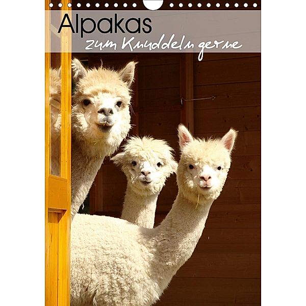 Alpakas zum Knuddeln gerne (Wandkalender 2021 DIN A4 hoch), Heidi Rentschler