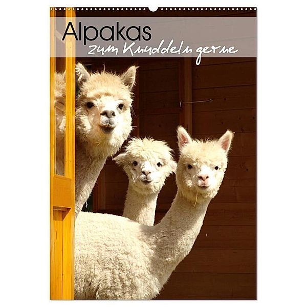 Alpakas zum Knuddeln gerne (Wandkalender 2025 DIN A2 hoch), CALVENDO Monatskalender, Calvendo, Heidi Rentschler