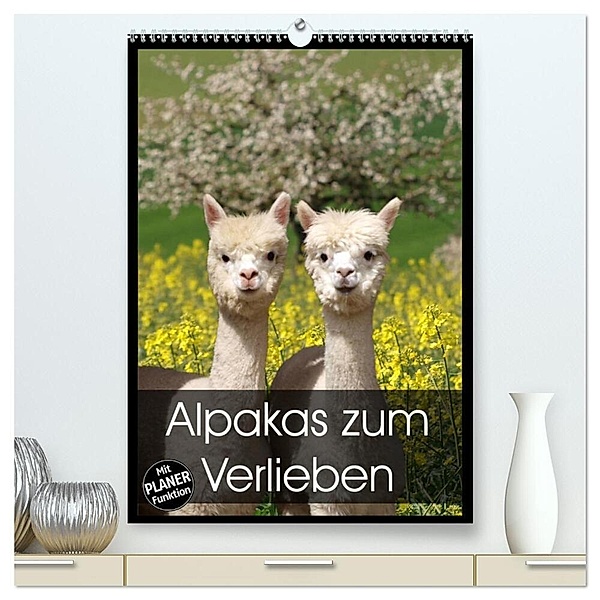 Alpakas zum Verlieben (hochwertiger Premium Wandkalender 2024 DIN A2 hoch), Kunstdruck in Hochglanz, Heidi Rentschler