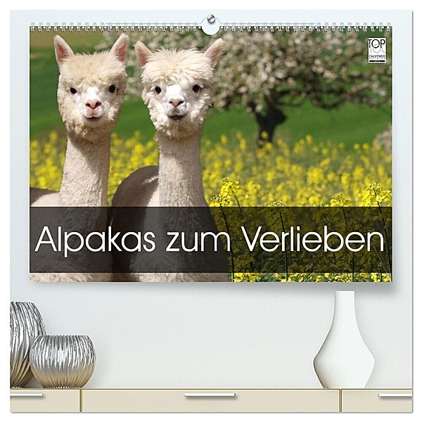 Alpakas zum Verlieben (hochwertiger Premium Wandkalender 2024 DIN A2 quer), Kunstdruck in Hochglanz, Heidi Rentschler