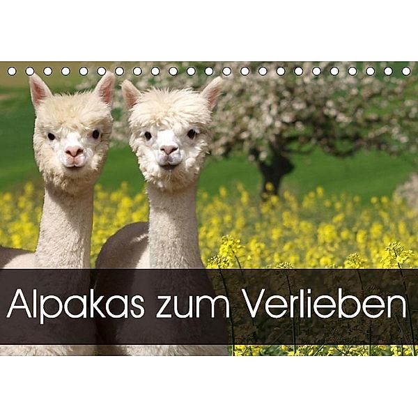 Alpakas zum Verlieben (Tischkalender 2017 DIN A5 quer), Heidi Rentschler