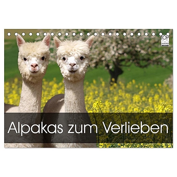 Alpakas zum Verlieben (Tischkalender 2024 DIN A5 quer), CALVENDO Monatskalender, Heidi Rentschler