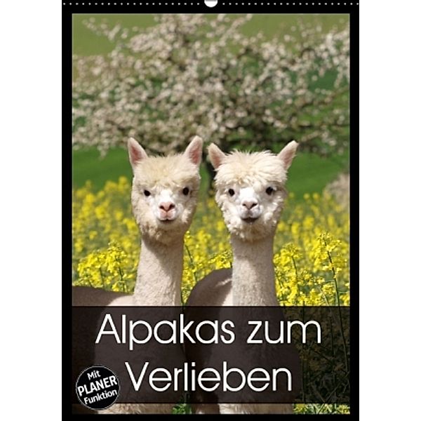 Alpakas zum Verlieben (Wandkalender 2016 DIN A2 hoch), Heidi Rentschler