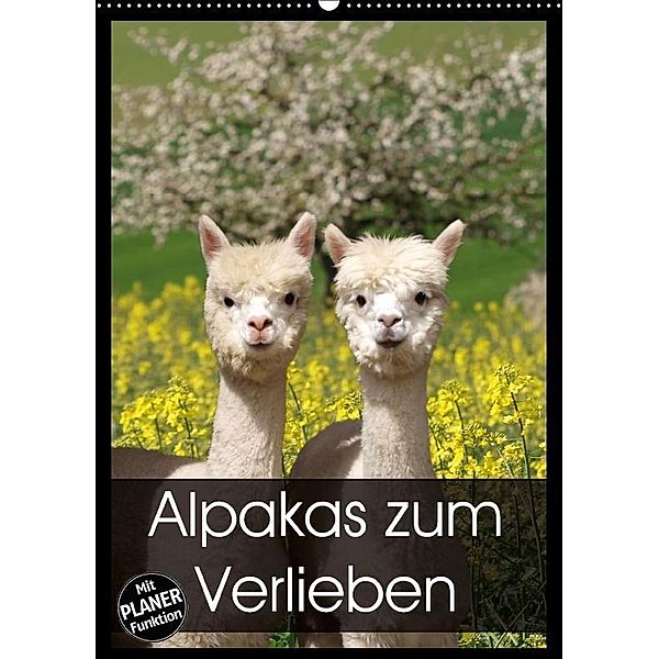 Alpakas zum Verlieben (Wandkalender 2017 DIN A2 hoch), Heidi Rentschler