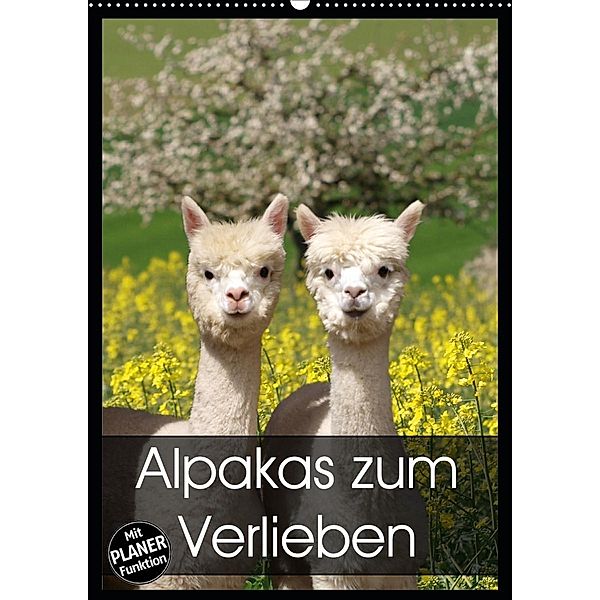 Alpakas zum Verlieben (Wandkalender 2020 DIN A2 hoch), Heidi Rentschler