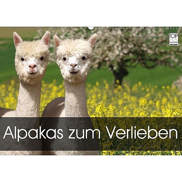 Alpakas zum Verlieben (Wandkalender 2020 DIN A2 quer), Heidi Rentschler