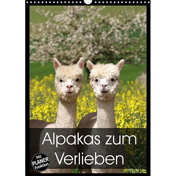 Alpakas zum Verlieben (Wandkalender 2022 DIN A3 hoch), Heidi Rentschler