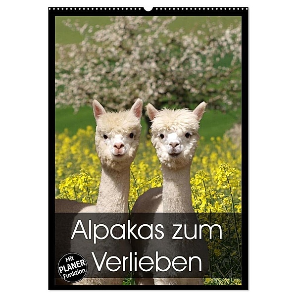 Alpakas zum Verlieben (Wandkalender 2024 DIN A2 hoch), CALVENDO Monatskalender, Heidi Rentschler