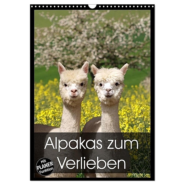 Alpakas zum Verlieben (Wandkalender 2024 DIN A3 hoch), CALVENDO Monatskalender, Heidi Rentschler