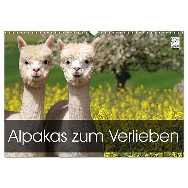 Alpakas zum Verlieben (Wandkalender 2024 DIN A3 quer), CALVENDO Monatskalender, Heidi Rentschler