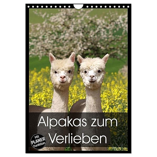 Alpakas zum Verlieben (Wandkalender 2024 DIN A4 hoch), CALVENDO Monatskalender, Heidi Rentschler