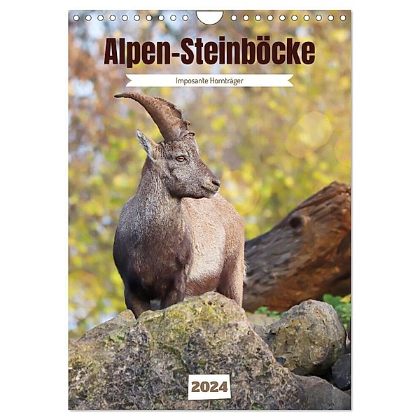 Alpen-Steinböcke, imposante Hornträger (Wandkalender 2024 DIN A4 hoch), CALVENDO Monatskalender, Sabine Löwer