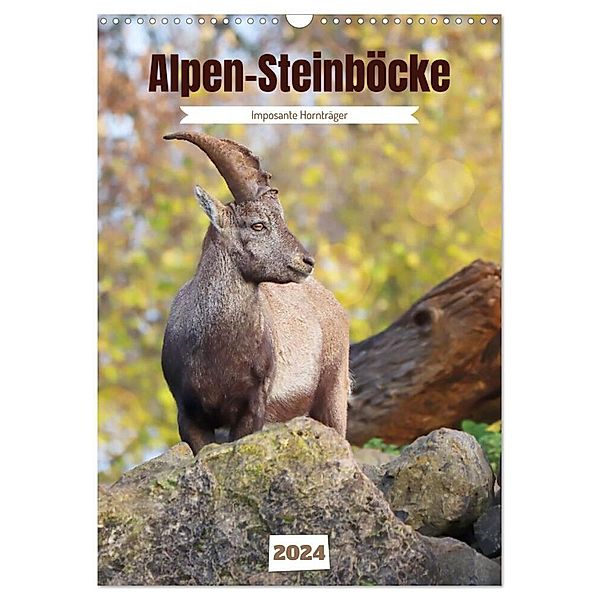Alpen-Steinböcke, imposante Hornträger (Wandkalender 2024 DIN A3 hoch), CALVENDO Monatskalender, Sabine Löwer
