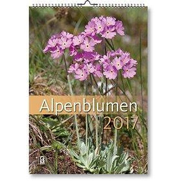 Alpenblumen 2017