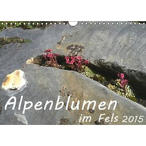Alpenblumen im Fels (Wandkalender 2015 DIN A4 quer), Stefanie Goldscheider