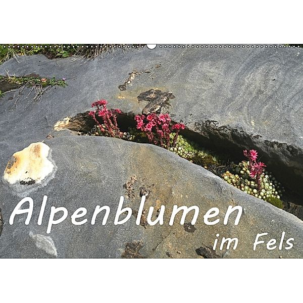 Alpenblumen im Fels (Wandkalender 2018 DIN A2 quer), Stefanie Goldscheider