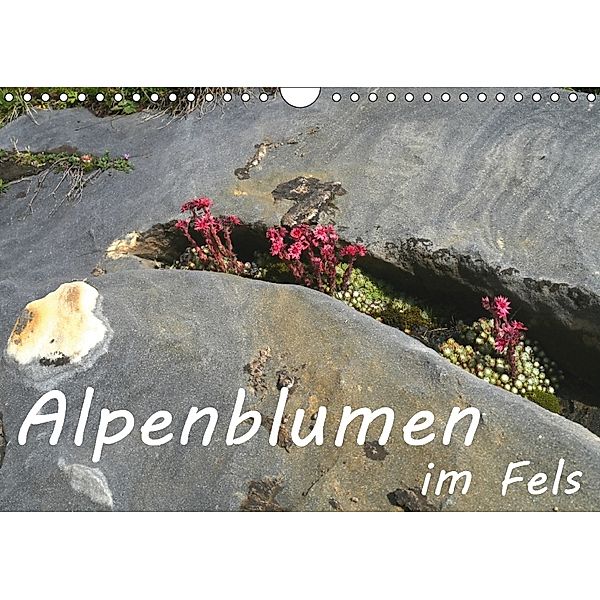 Alpenblumen im Fels (Wandkalender 2018 DIN A4 quer), Stefanie Goldscheider