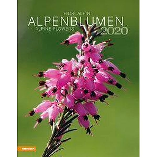 Alpenblumen Kalender 2020