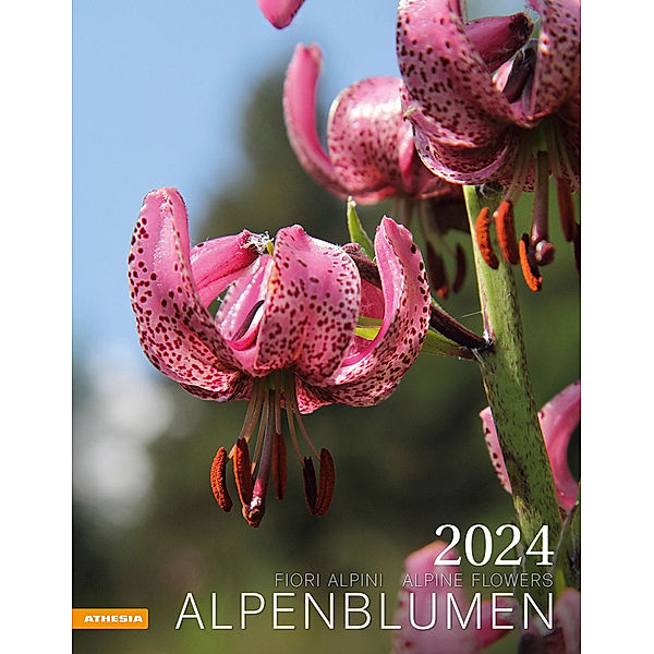 Alpenblumen Kalender 2024