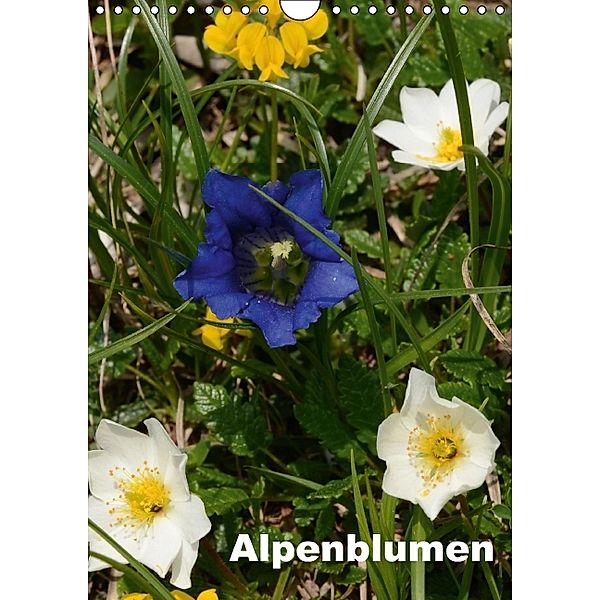 Alpenblumen (Wandkalender 2014 DIN A4 hoch), Willi Haas
