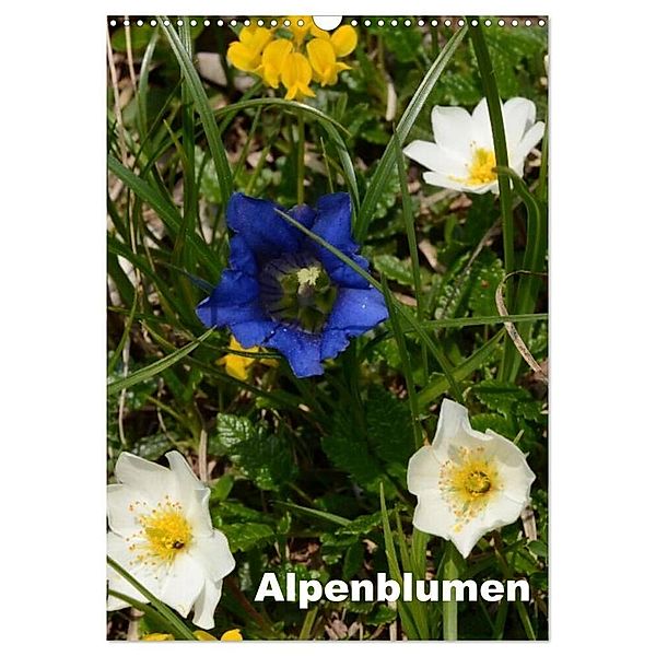 Alpenblumen (Wandkalender 2024 DIN A3 hoch), CALVENDO Monatskalender, Willi Haas