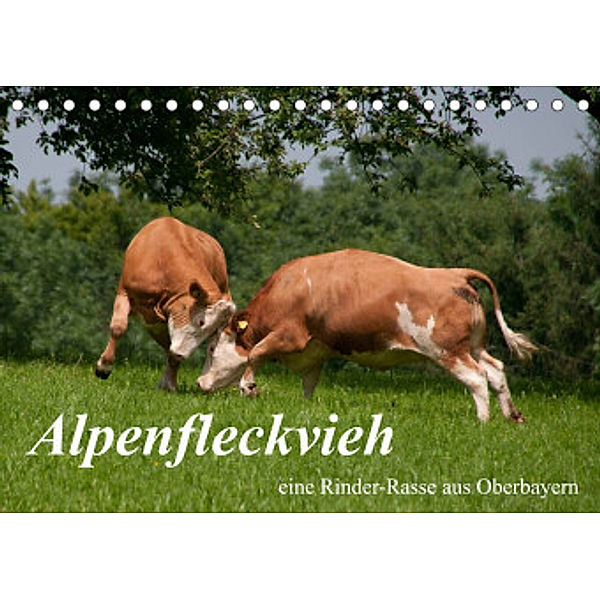 Alpenfleckvieh (Tischkalender 2022 DIN A5 quer), Karolina Gasteiger