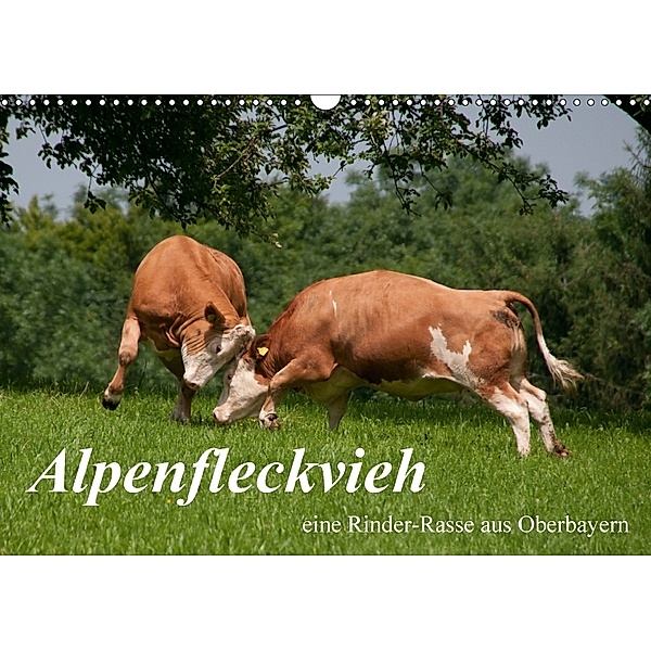 Alpenfleckvieh (Wandkalender 2018 DIN A3 quer), Karolina Gasteiger