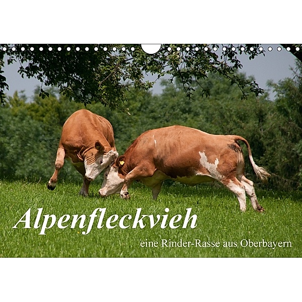 Alpenfleckvieh (Wandkalender 2018 DIN A4 quer), Karolina Gasteiger