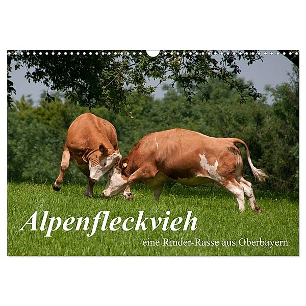 Alpenfleckvieh (Wandkalender 2024 DIN A3 quer), CALVENDO Monatskalender, Karolina Gasteiger