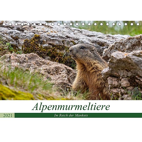Alpenmurmeltiere - Im Reich der Mankeis (Tischkalender 2021 DIN A5 quer), Ursula Di Chito