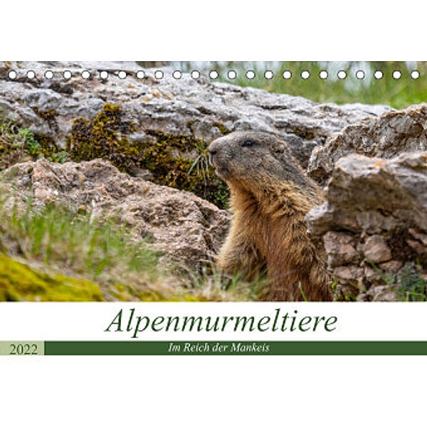 Alpenmurmeltiere - Im Reich der Mankeis (Tischkalender 2022 DIN A5 quer), Ursula Di Chito