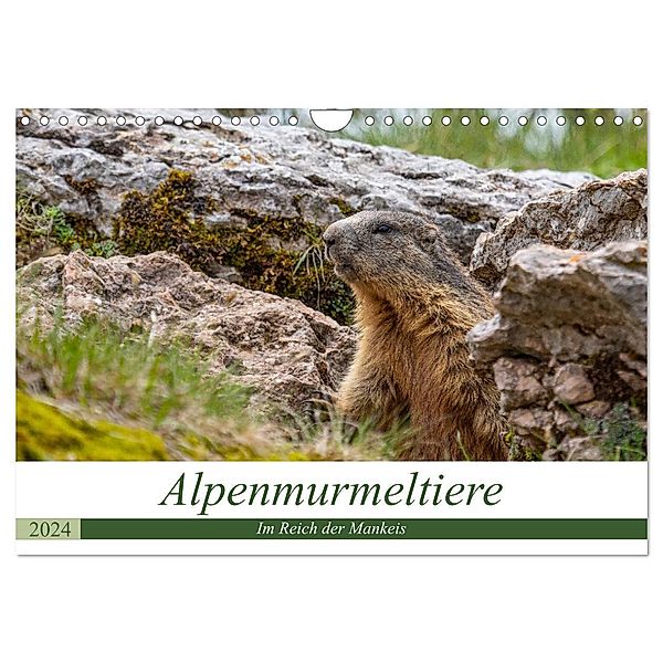 Alpenmurmeltiere - Im Reich der Mankeis (Wandkalender 2024 DIN A4 quer), CALVENDO Monatskalender, Ursula Di Chito