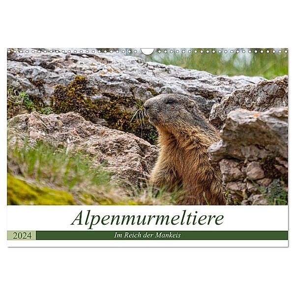 Alpenmurmeltiere - Im Reich der Mankeis (Wandkalender 2024 DIN A3 quer), CALVENDO Monatskalender, Ursula Di Chito