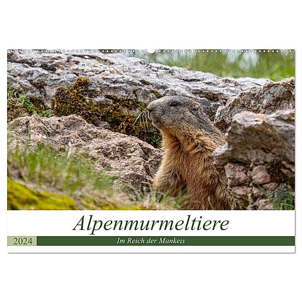 Alpenmurmeltiere - Im Reich der Mankeis (Wandkalender 2024 DIN A2 quer), CALVENDO Monatskalender, Ursula Di Chito